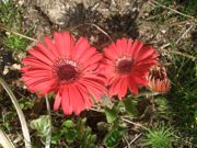 ファイル 1804-1.jpg