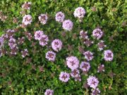 ファイル 1806-1.jpg