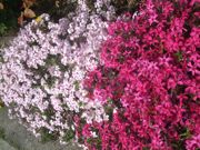 ファイル 1807-1.jpg