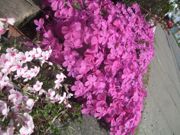 ファイル 1807-2.jpg