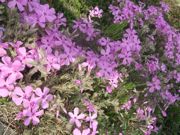 ファイル 1807-3.jpg