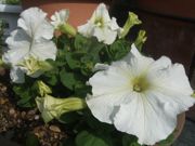 ファイル 1809-1.jpg