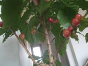 ファイル 1810-1.jpg