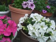 ファイル 1813-1.jpg