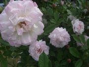 ファイル 1823-1.jpg