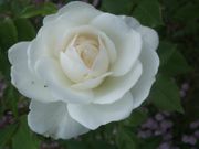 ファイル 1823-3.jpg