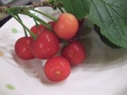 ファイル 1833-1.jpg