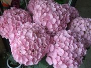 ファイル 1837-1.jpg