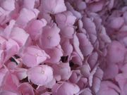 ファイル 1837-2.jpg