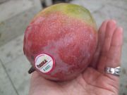 ファイル 1841-1.jpg