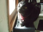 ファイル 1849-1.jpg