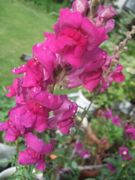 ファイル 1850-1.jpg