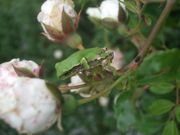 ファイル 1853-1.jpg