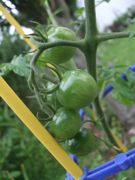 ファイル 1854-1.jpg