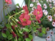 ファイル 1855-1.jpg