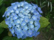 ファイル 1856-1.jpg