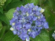 ファイル 1856-2.jpg