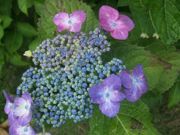 ファイル 1857-1.jpg