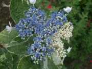 ファイル 1857-2.jpg