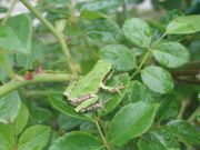 ファイル 1858-1.jpg