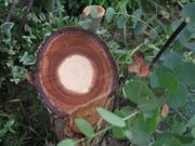 ファイル 1860-1.jpg