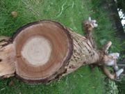 ファイル 1860-2.jpg