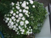 ファイル 1861-1.jpg