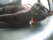 ファイル 1862-2.jpg