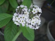 ファイル 1864-1.jpg