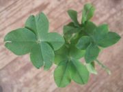 ファイル 1866-1.jpg