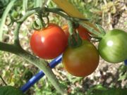 ファイル 1867-1.jpg