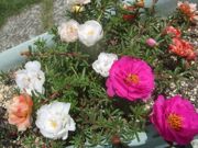 ファイル 1868-1.jpg