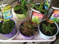 ファイル 1869-1.jpg