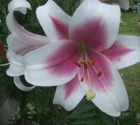 ファイル 1870-1.jpg