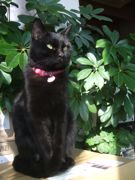 ファイル 1871-1.jpg