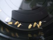 ファイル 1872-1.jpg