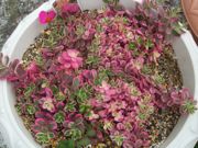 ファイル 1873-1.jpg