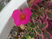 ファイル 1873-2.jpg