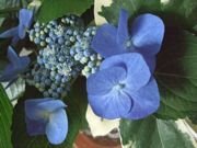 ファイル 1880-1.jpg