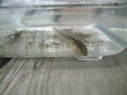 ファイル 1883-1.jpg