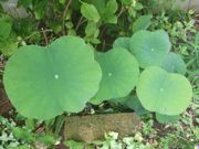 ファイル 1886-1.jpg