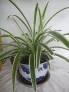 ファイル 1887-1.jpg