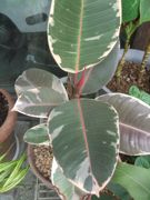 ファイル 1887-2.jpg