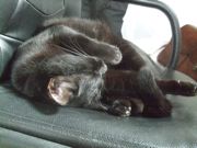 ファイル 1888-1.jpg