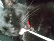 ファイル 1888-4.jpg