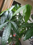 ファイル 1891-1.jpg