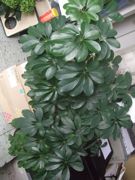 ファイル 1891-2.jpg