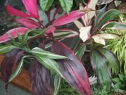 ファイル 1892-1.jpg