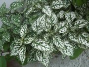 ファイル 1892-2.jpg