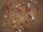 ファイル 1898-1.jpg